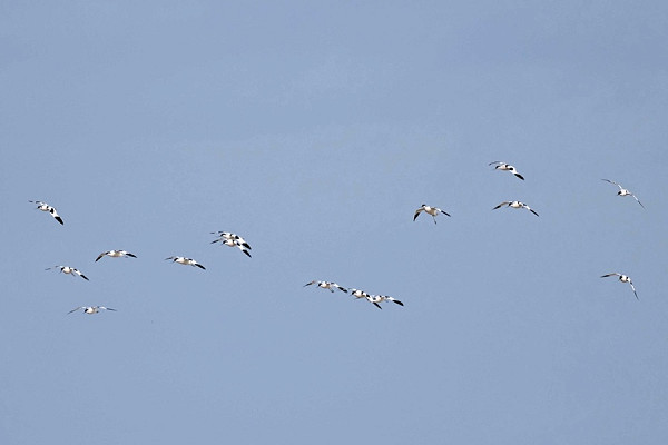 Avocets _ John Hewitt.