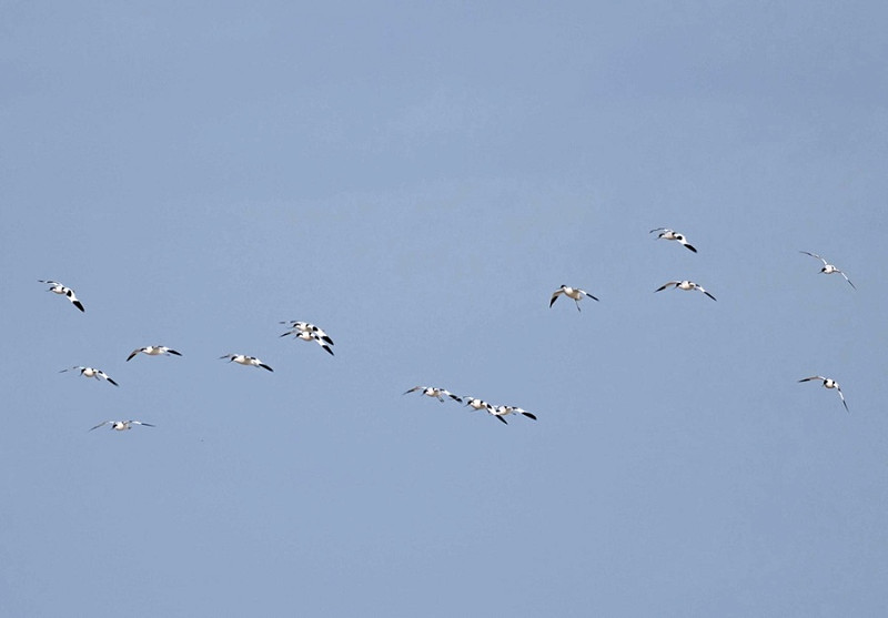Avocets _ John Hewitt.