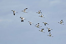 Avocets - John Hewitt.