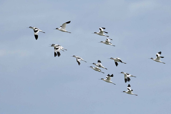 Bird sightings Friday, 27 June 2025