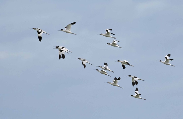 Avocets - John Hewitt.