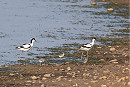 Avocet family - John Hewitt.