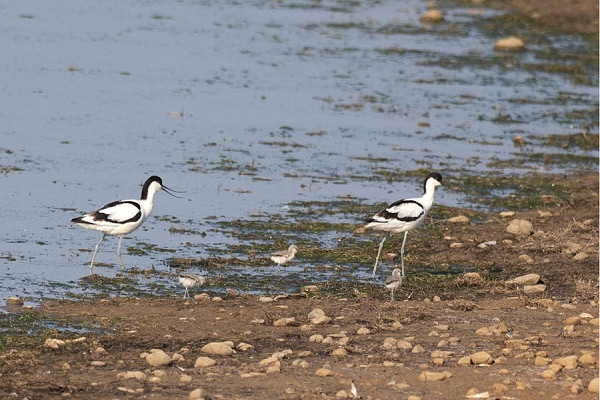 Bird sightings Friday, 26 June 2026