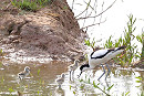 Avocets with young - John Hewitt.