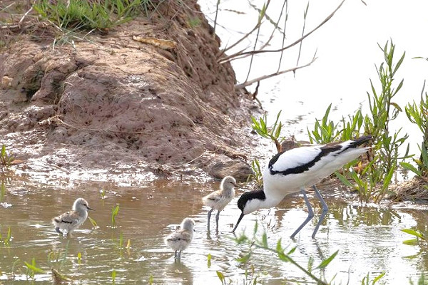 Avocets with young - John Hewitt.