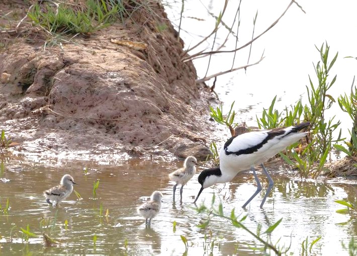 Avocets with young - John Hewitt.