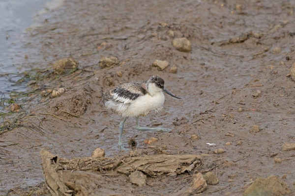 Bird sightings Wednesday, 15 July 2026