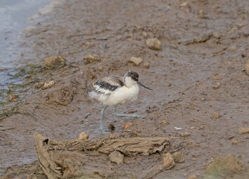Avocet chick - John Hewitt.