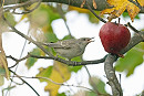 Barred Warbler - John Hewitt.