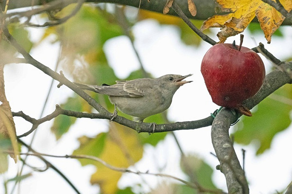 Barred Warbler - John Hewitt.