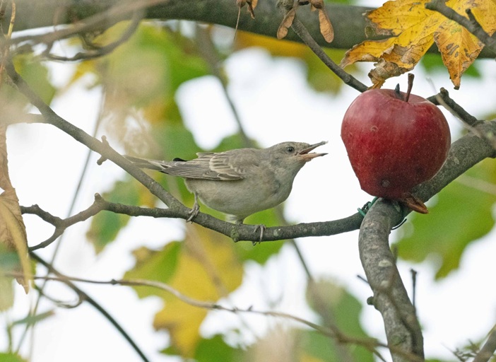 Barred Warbler - John Hewitt.