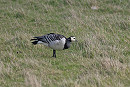 Barnacle Goose - John Hewitt.