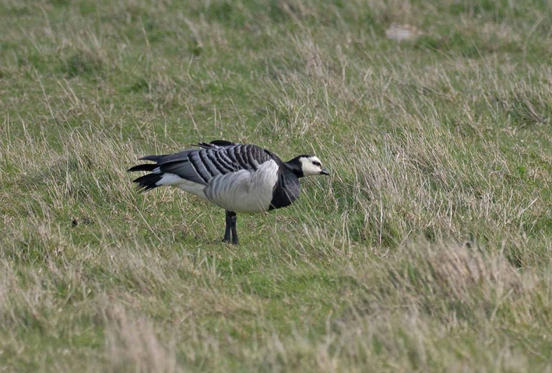 Barnacle Goose - John Hewitt.