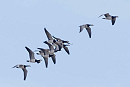 Barnacle Geese - John Hewitt.