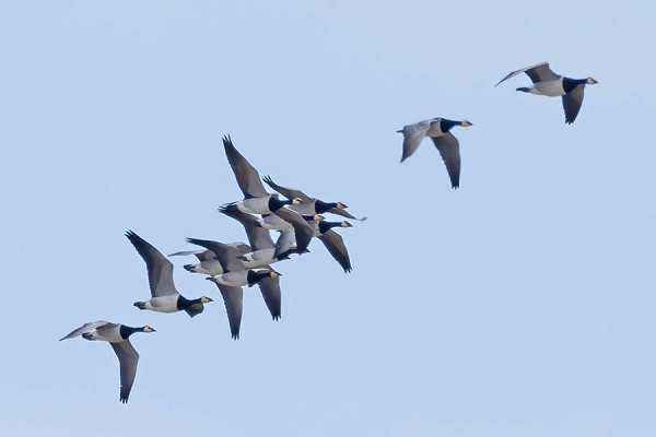 Barnacle Geese - John Hewitt.