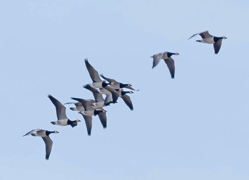 Barnacle Geese - John Hewitt.