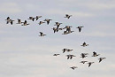 Barnacle Geese - John Hewitt.