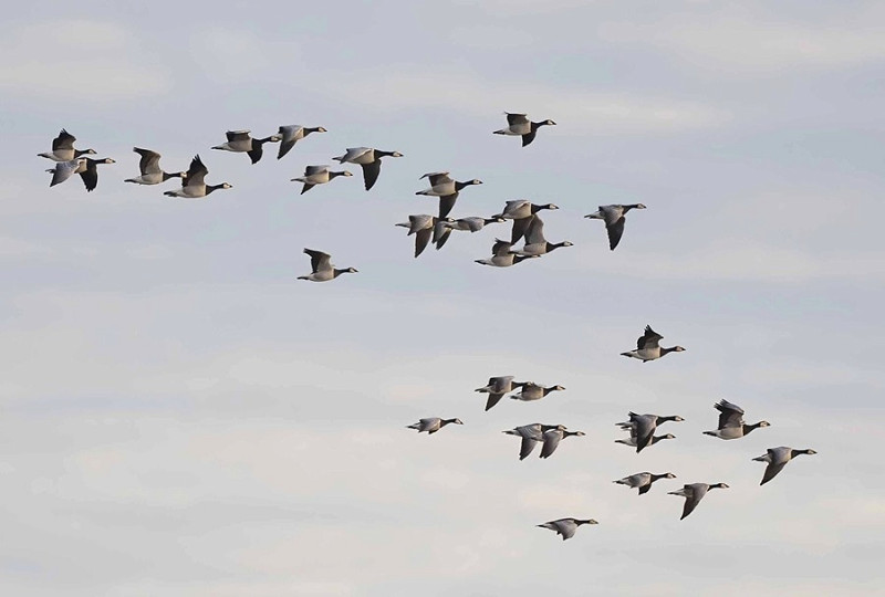 Barnacle Geese - John Hewitt.