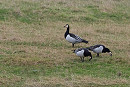 Barnacle Geese - John Hewitt.