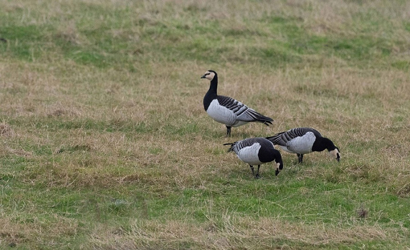 Barnacle Geese - John Hewitt.