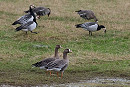 White-fronted Geese and Barnacle Geese - John Hewitt.