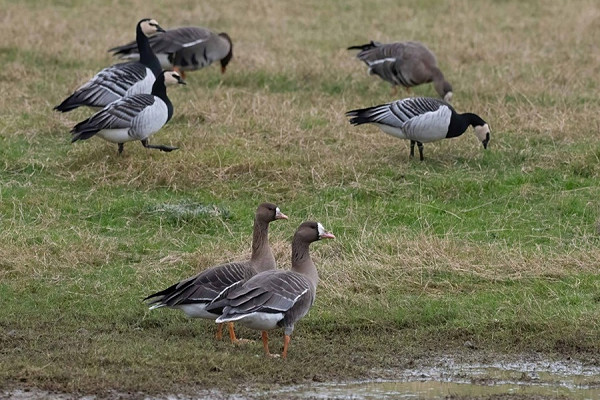 Bird sightings Saturday, 27 December 2025