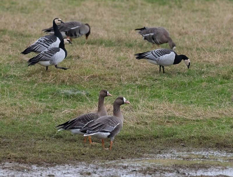 White-fronted Geese and Barnacle Geese - John Hewitt.
