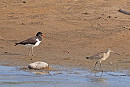 Oystercatcher and Bar-tailed Godwit - John Hewitt.