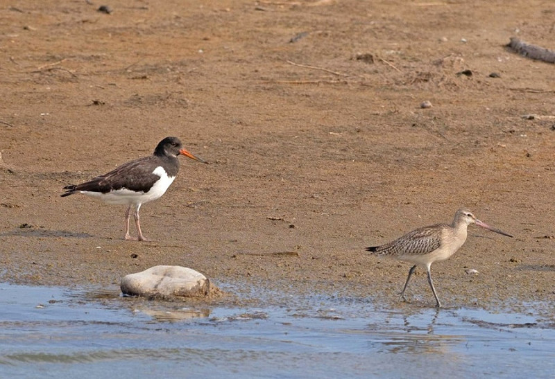 Oystercatcher and Bar-tailed Godwit - John Hewitt.