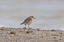 Buff-breasted Sandpiper - John Hewitt