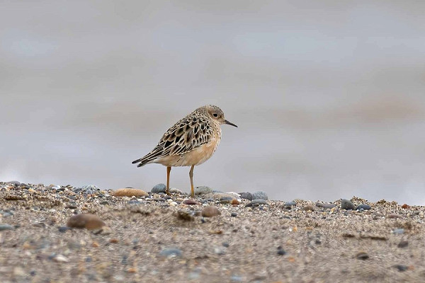 Buff-breasted Sandpiper - John Hewitt