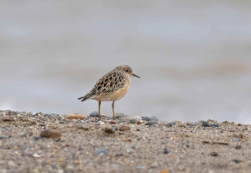 Buff-breasted Sandpiper - John Hewitt