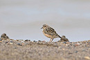 Buff-breasted Sandpiper - John Hewitt.