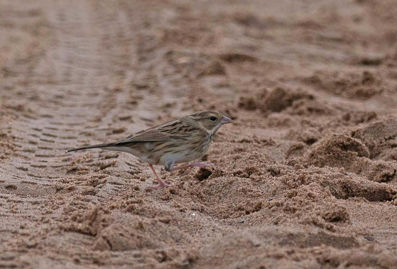 Black-faced Bunting - John Hewitt.