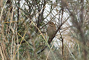 Black-faced Bunting - John Hewitt.