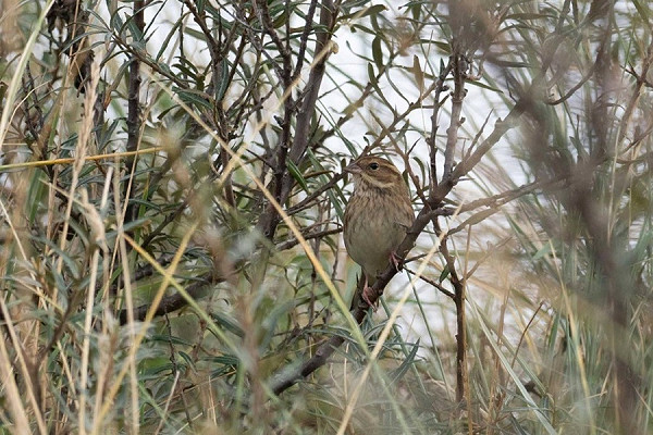 Black-faced Bunting - John Hewitt.