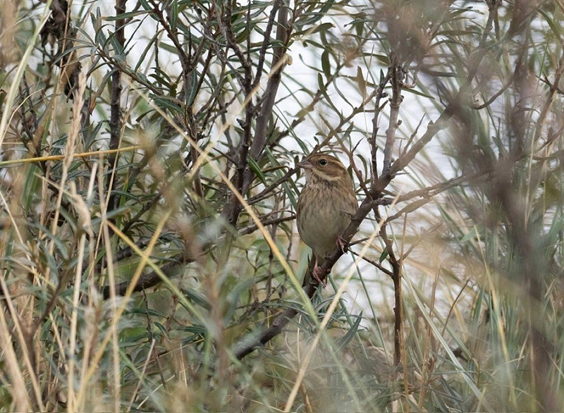 Black-faced Bunting - John Hewitt.