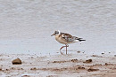 Black-headed Gull - John Hewitt.