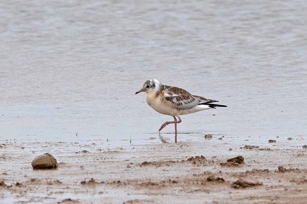 Bird sightings Thursday, 11 June 2026