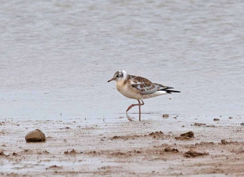 Black-headed Gull - John Hewitt.