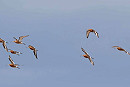 Black-tailed Godwits - John Hewitt.