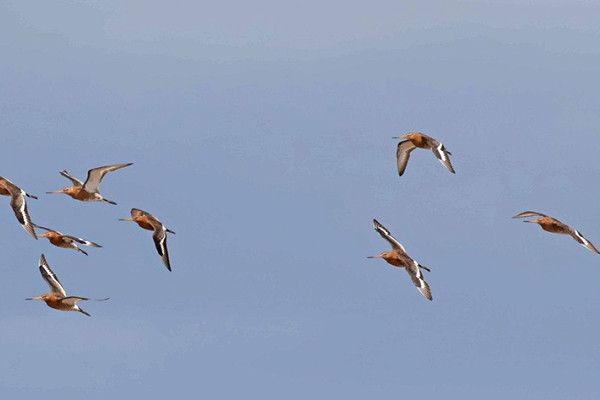 Black-tailed Godwits - John Hewitt.