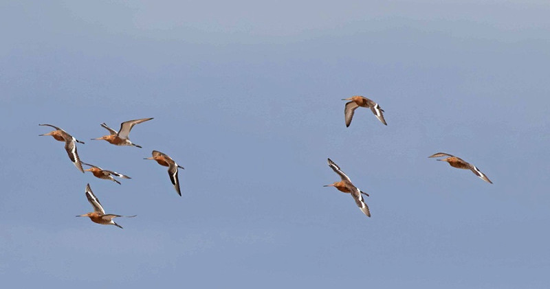 Black-tailed Godwits - John Hewitt.