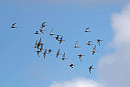 Black-tailed Godwits - John Hewitt.