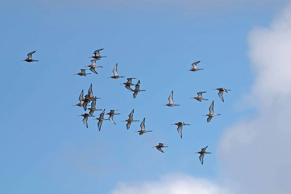 Bird sightings Wednesday, 25 June 2025