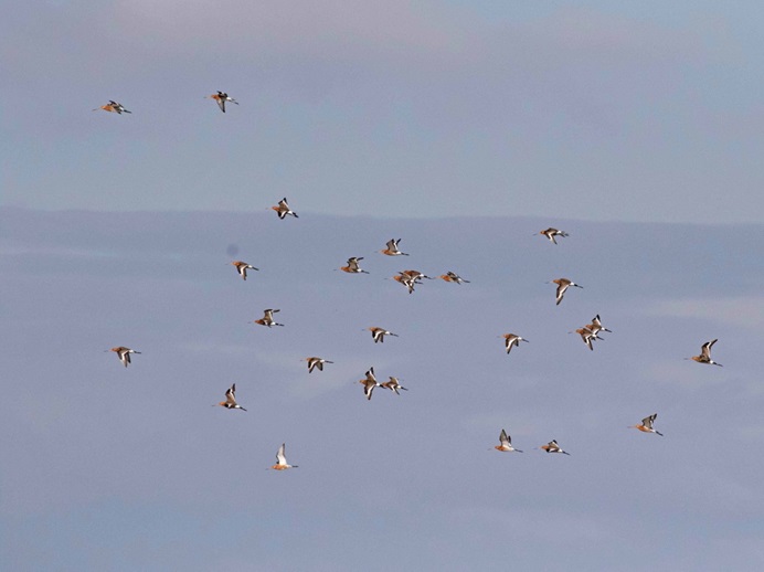 Black-tailed Godwits - John Hewitt.  After a brief visit to the ponds they then flew south.