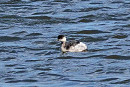 Black-necked Grebe - John Hewitt.