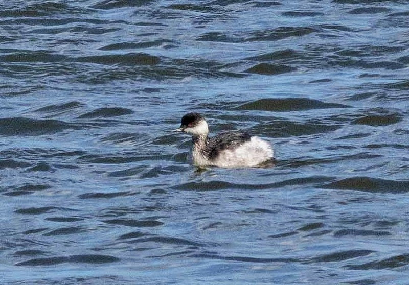 Black-necked Grebe - John Hewitt.