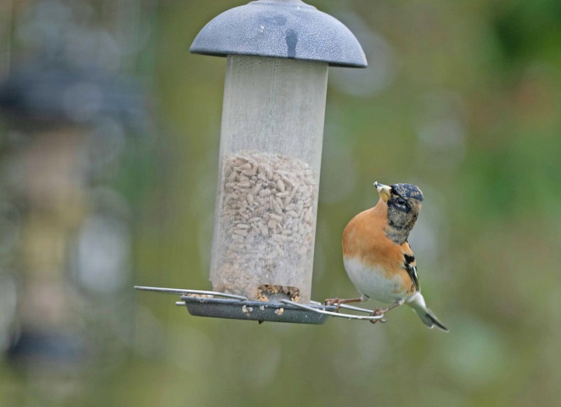 Brambling - John Hewitt.