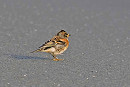 Brambling - John Hewitt.